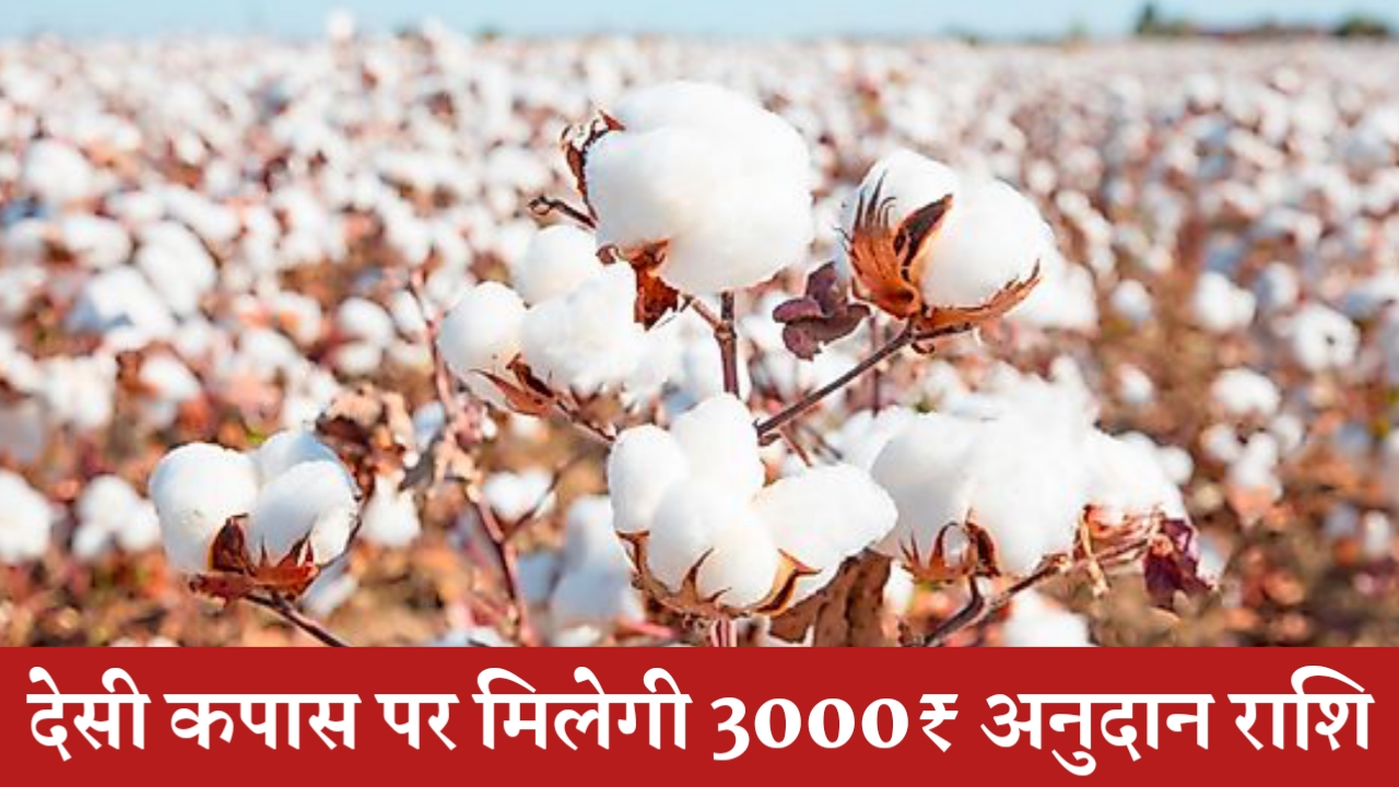 Haryana Cotton Anudan Yojana 2022 Apply Online Haryana Cotton Anudan Yojana 2022 Apply Online 